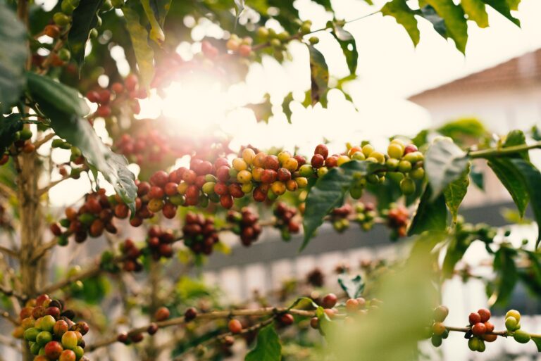 Kaffeeproduktion Honduras: Ein kleines Land mit erstaunlichem Kaffee