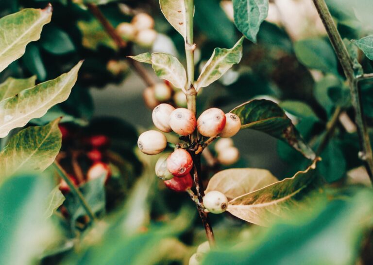 Ist Fairtrade Kaffee noch aktuell?