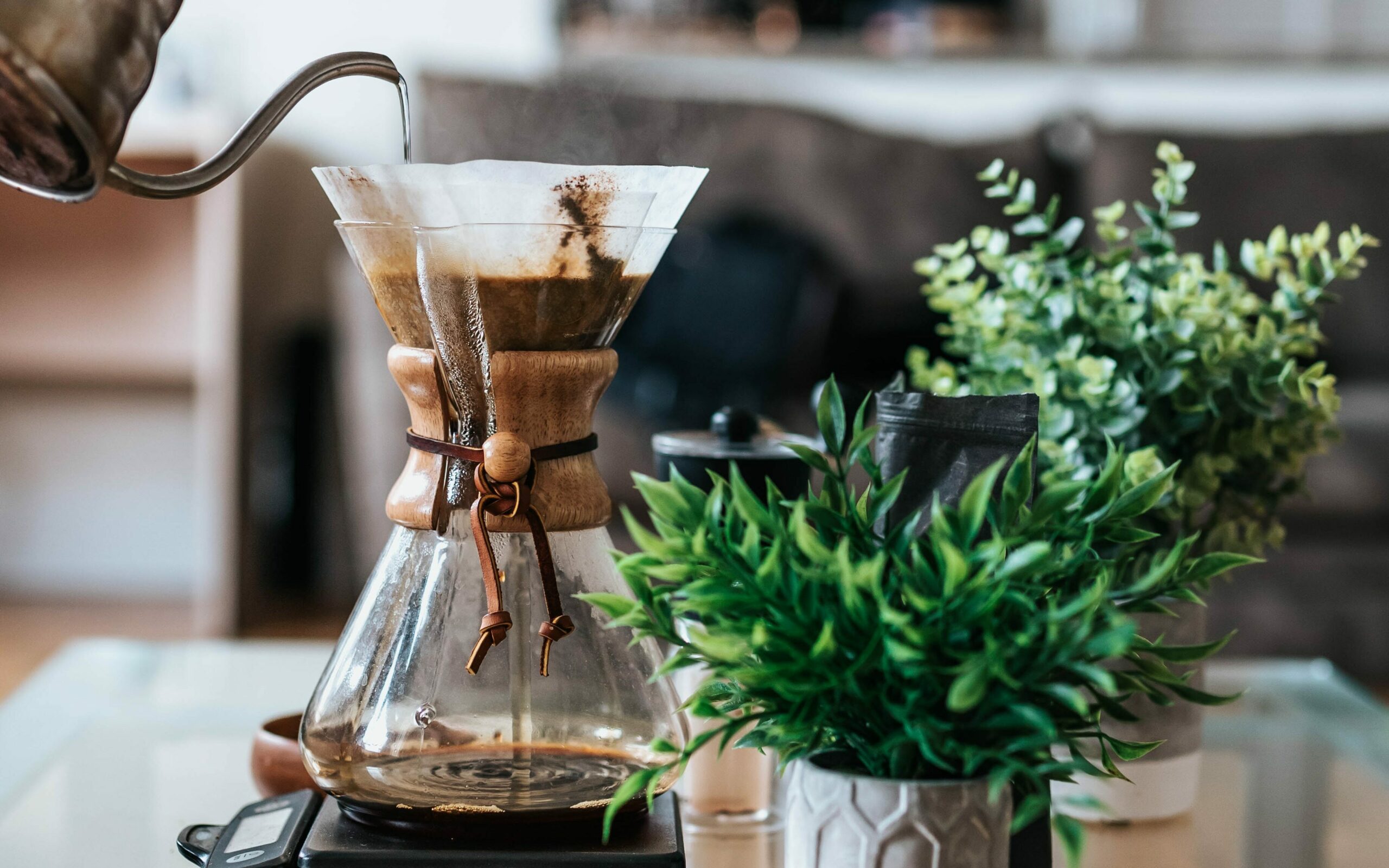 Kaffeekanne mit Filterkaffee zwischen Topfpflanzen.